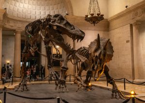 Tourists by the Dinosaur Skeletons in a Museum