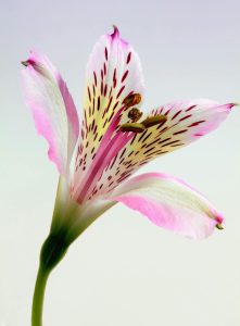 Lily